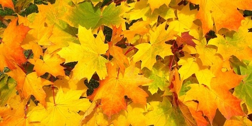 Herbstbild